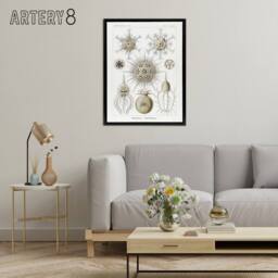 "Artery8 Phaeodaria Amoeba Haeckel Botanical Black Framed Canvas Wall Art in White - Size: W12"" x H16""" - thumbnail 3
