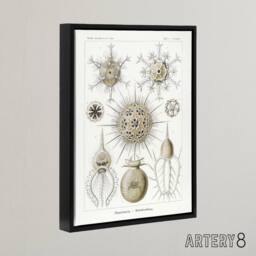 "Artery8 Phaeodaria Amoeba Haeckel Botanical Black Framed Canvas Wall Art in White - Size: W12"" x H16""" - thumbnail 2