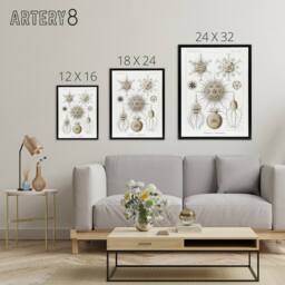 "Artery8 Phaeodaria Amoeba Haeckel Botanical Black Framed Canvas Wall Art in White - Size: W12"" x H16""" - thumbnail 4