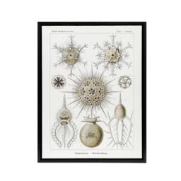 "Artery8 Phaeodaria Amoeba Haeckel Botanical Black Framed Canvas Wall Art in White - Size: W12"" x H16""" - thumbnail 1