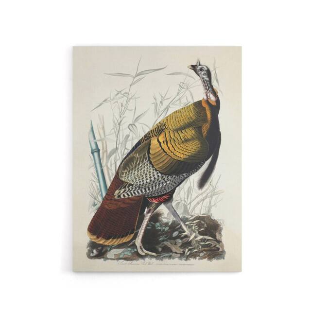 "Artery8 Birds of America Wild Turkey Audubon Nature Canvas Wall Art in White - Size: W18"" x H24""" - image 1