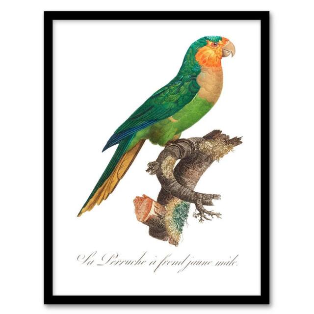 Artery8 Francois Levaillant Framed Wall Art The Yellow Headed Amazon Parrot in White - Size: A4 - image 1