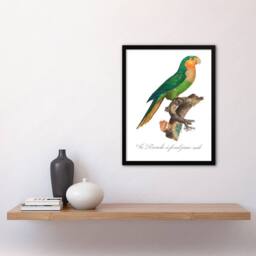 Artery8 Francois Levaillant Framed Wall Art The Yellow Headed Amazon Parrot in White - Size: A4 - thumbnail 2