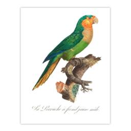 Artery8 Francois Levaillant Framed Wall Art The Yellow Headed Amazon Parrot in White - Size: A4 - thumbnail 3