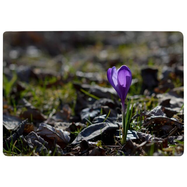 Benjamin Tate Design Autumn Flower Bloom In Nature Designer Rug in Natural - Size: Large - image 1