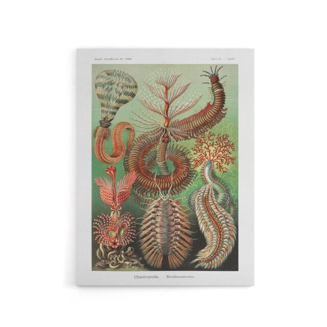 "Artery8 Chaetopoda Marine Worms Haeckel Botanical Canvas Wall Art - Size: W18"" x H24""" - image 1