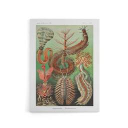 "Artery8 Chaetopoda Marine Worms Haeckel Botanical Canvas Wall Art - Size: W18"" x H24""" - thumbnail 1