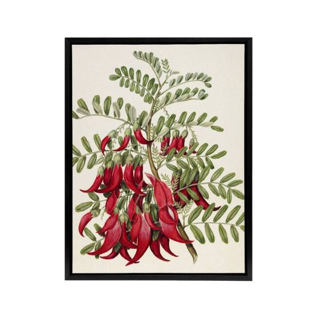 "Artery8 New Zealand Kaka Beak Plant Flowers Featon Framed Canvas Wall Art in Beige - Size: W12"" x H16""" - image 1