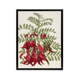 "Artery8 New Zealand Kaka Beak Plant Flowers Featon Framed Canvas Wall Art in Beige - Size: W12"" x H16""" - thumbnail 1
