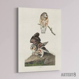 "Artery8 Birds Of America Little Owls Audubon Nature Canvas Wall Art in White - Size: W18"" x H24""" - thumbnail 2