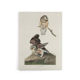 "Artery8 Birds Of America Little Owls Audubon Nature Canvas Wall Art in White - Size: W18"" x H24""" - thumbnail 1