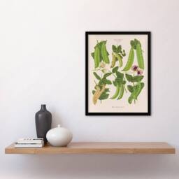 Artery8 Sugar Peas Vintage Illustration Ernst Benary Framed Wall Art Print in White - Size: A4 - thumbnail 4