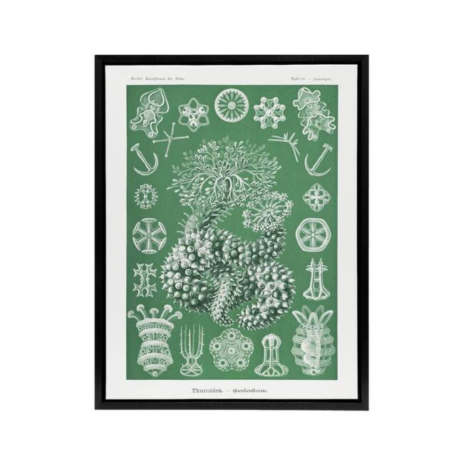 "Artery8 Ocean Sea Cucumber Beach Haeckel Botanical Black Framed Canvas Art in Green - Size: W12"" x H16""" - image 1