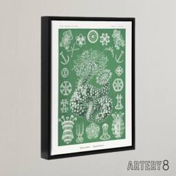 "Artery8 Ocean Sea Cucumber Beach Haeckel Botanical Black Framed Canvas Art in Green - Size: W12"" x H16""" - thumbnail 2