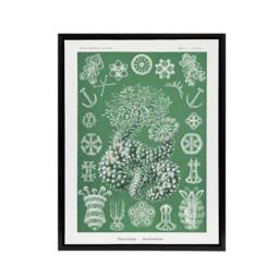 "Artery8 Ocean Sea Cucumber Beach Haeckel Botanical Black Framed Canvas Art in Green - Size: W12"" x H16""" - thumbnail 1