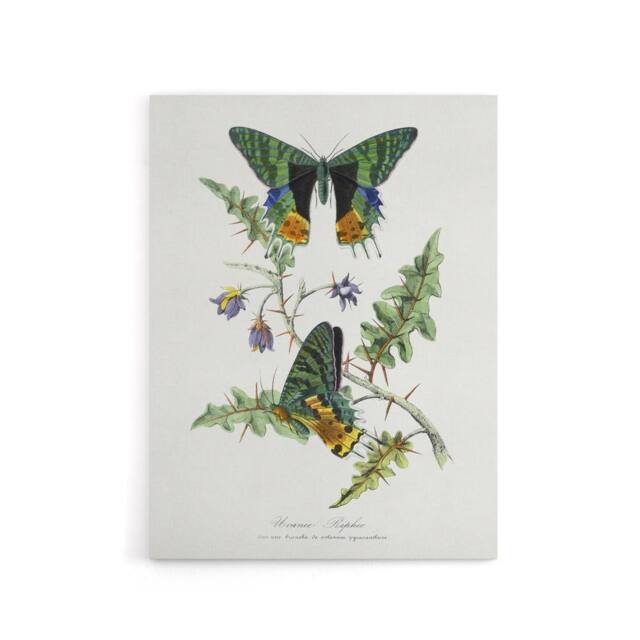 "Artery8 Paul Gervais Madagascan Sunset Moth & Flowers Canvas Wall Art Print in White - Size: W12"" x H16""" - image 1