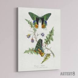 "Artery8 Paul Gervais Madagascan Sunset Moth & Flowers Canvas Wall Art Print in White - Size: W12"" x H16""" - thumbnail 2