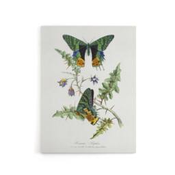 "Artery8 Paul Gervais Madagascan Sunset Moth & Flowers Canvas Wall Art Print in White - Size: W12"" x H16""" - thumbnail 1