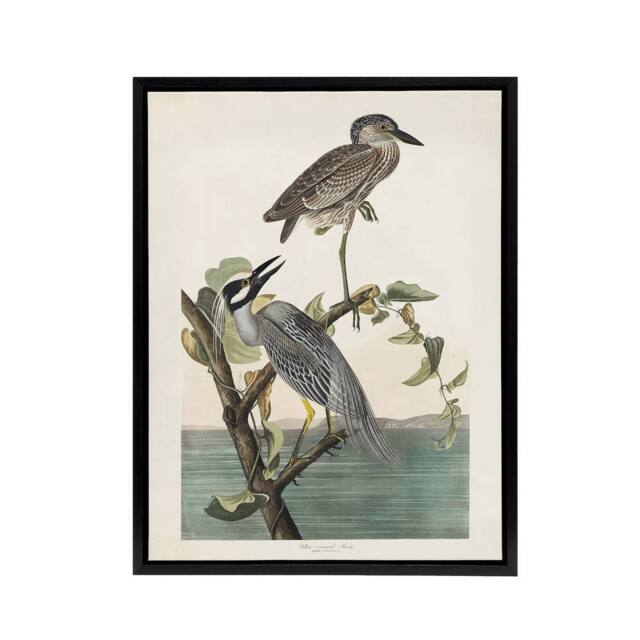 "Artery8 Yellow Crowned Heron Audubon Nature Black Framed Canvas Wall Art in White - Size: W12"" x H16""" - image 1