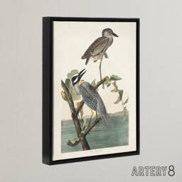 "Artery8 Yellow Crowned Heron Audubon Nature Black Framed Canvas Wall Art in White - Size: W12"" x H16""" - thumbnail 2