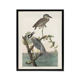 "Artery8 Yellow Crowned Heron Audubon Nature Black Framed Canvas Wall Art in White - Size: W12"" x H16""" - thumbnail 1