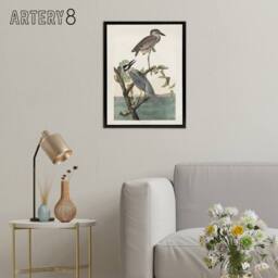 "Artery8 Yellow Crowned Heron Audubon Nature Black Framed Canvas Wall Art in White - Size: W12"" x H16""" - thumbnail 3