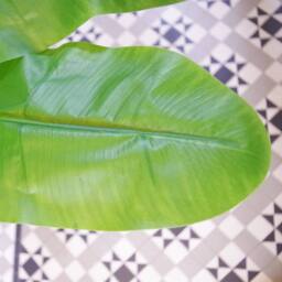 Leaf 180cm Artificial Banana Tree Tropical Plant Gold Planter Premium in Green - thumbnail 5