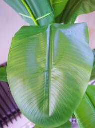 Leaf 180cm Artificial Banana Tree Tropical Plant Gold Planter Premium in Green - thumbnail 3