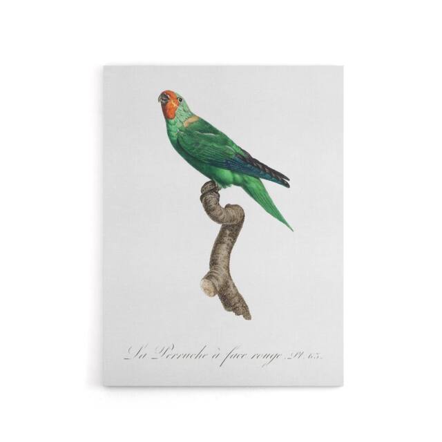 "Artery8 The Red Faced Parrot Francois Levaillant Canvas Wall Art Print in White - Size: W12"" x H16""" - image 1