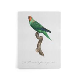 "Artery8 The Red Faced Parrot Francois Levaillant Canvas Wall Art Print in White - Size: W12"" x H16""" - thumbnail 1