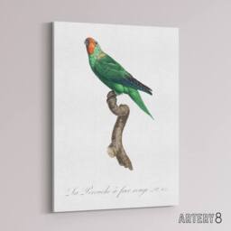 "Artery8 The Red Faced Parrot Francois Levaillant Canvas Wall Art Print in White - Size: W12"" x H16""" - thumbnail 2