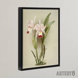 "Artery8 F Sander Cattleya ballantiniana Orchid Flowers Framed Canvas Art Print in White - Size: W12"" x H16""" - thumbnail 2
