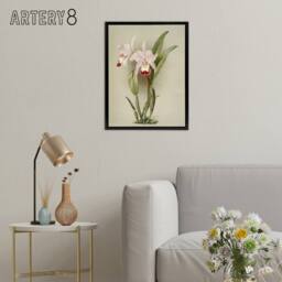 "Artery8 F Sander Cattleya ballantiniana Orchid Flowers Framed Canvas Art Print in White - Size: W12"" x H16""" - thumbnail 3