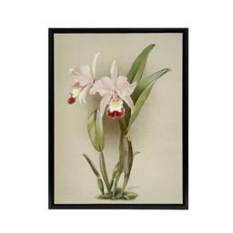 "Artery8 F Sander Cattleya ballantiniana Orchid Flowers Framed Canvas Art Print in White - Size: W12"" x H16""" - thumbnail 1