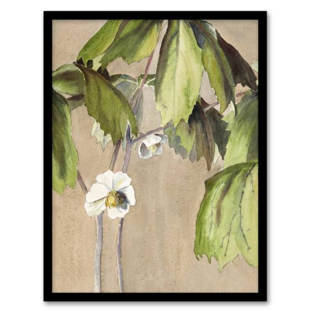 Artery8 May Apple Flower Watercolour Vintage Framed Wall Art Print Overbeck in Beige - Size: A4 - image 1
