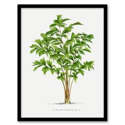 Artery8 Caryota Sobolifera Palm Tree Kerchove Framed Wall Art Print in White - Size: A4 - thumbnail 1