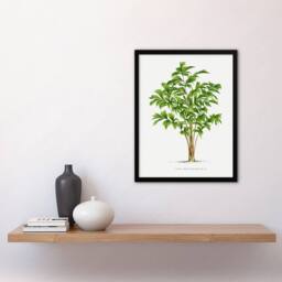 Artery8 Caryota Sobolifera Palm Tree Kerchove Framed Wall Art Print in White - Size: A4 - thumbnail 4