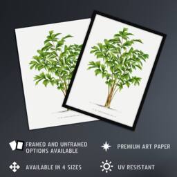 Artery8 Caryota Sobolifera Palm Tree Kerchove Framed Wall Art Print in White - Size: A4 - thumbnail 2