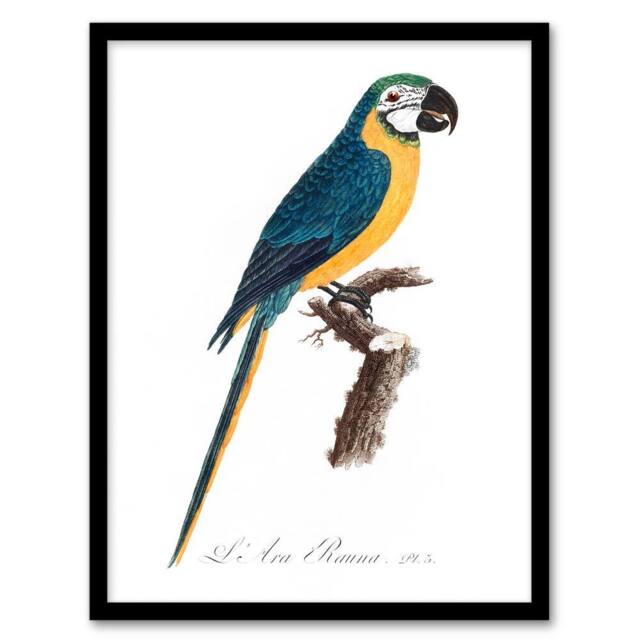 Artery8 Francois Levaillant Framed Wall Art Blue & Yellow Macaw Parrot in White - Size: A4 - image 1
