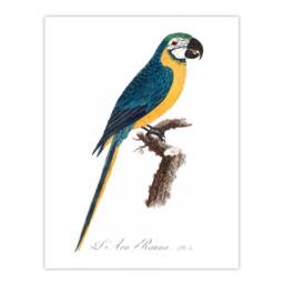 Artery8 Francois Levaillant Framed Wall Art Blue & Yellow Macaw Parrot in White - Size: A4 - thumbnail 3