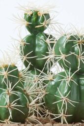 Homescapes Echinocactus Artificial Cactus in Round Wooden Planter, 15 cm Tall in Green - thumbnail 5