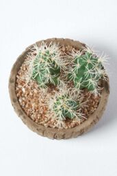 Homescapes Echinocactus Artificial Cactus in Round Wooden Planter, 15 cm Tall in Green - thumbnail 3
