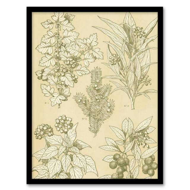 Artery8 Leaves From Nature No 7 Botanical Jones Vintage Framed Wall Art Print in Beige - Size: A4 - image 1