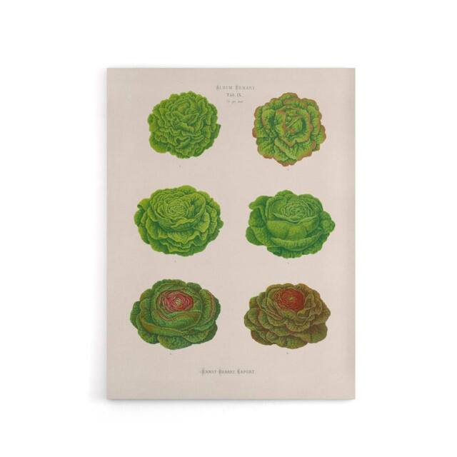 "Artery8 Lettuces Cabbage Varieties Ernst Benary Canvas Wall Art Print in White - Size: W18"" x H24""" - image 1