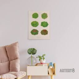 "Artery8 Lettuces Cabbage Varieties Ernst Benary Canvas Wall Art Print in White - Size: W18"" x H24""" - thumbnail 3