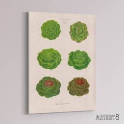 "Artery8 Lettuces Cabbage Varieties Ernst Benary Canvas Wall Art Print in White - Size: W18"" x H24""" - thumbnail 2