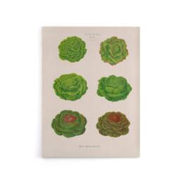 "Artery8 Lettuces Cabbage Varieties Ernst Benary Canvas Wall Art Print in White - Size: W18"" x H24""" - thumbnail 1