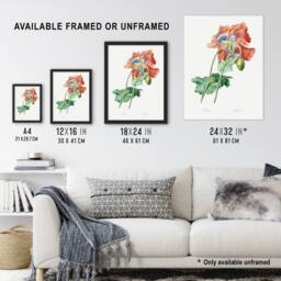 "Artery8 Poppy Flower Botanical Redoute Vintage Wall Art Print Poster in White - Size: W12"" x H16""" - thumbnail 3
