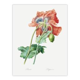 "Artery8 Poppy Flower Botanical Redoute Vintage Wall Art Print Poster in White - Size: W12"" x H16""" - thumbnail 1