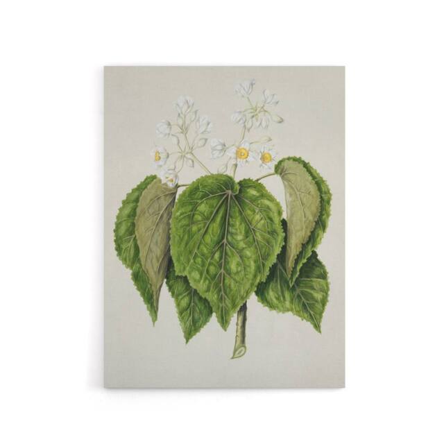 "Artery8 New Zealand Whau Cork Tree Flowers Featon Canvas Wall Art Print in Beige - Size: W18"" x H24""" - image 1